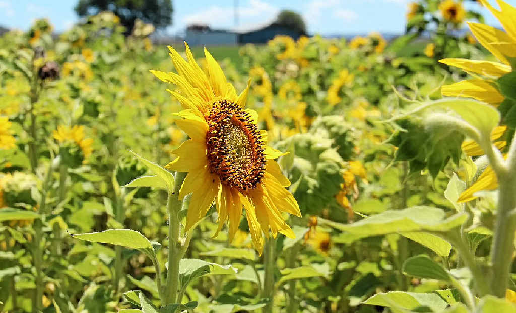 Sunflowers in bloom on Southern Downs Warwick Daily News